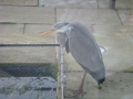 A visitor looking for food